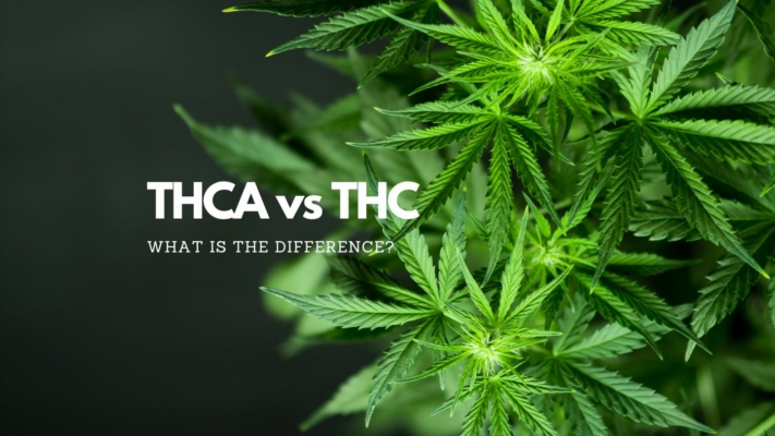 Thca Vs Thc: Discover The True Difference Between These 2 Cannabis Cannabinoids 11 Thca Vs Thc Differences